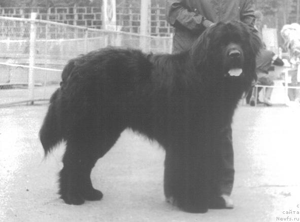 Фото: ньюфаундленд Georg de Fat (Георг де Фат)