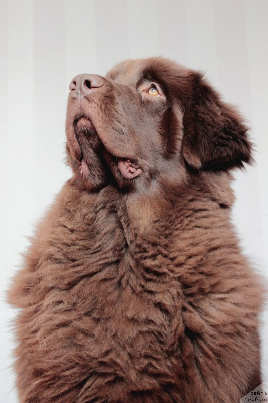 Фото: ньюфаундленд Sverkayuzhaya Gora Mashame (Сверкающая Гора Машаме)