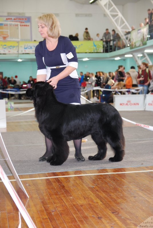 Фото: ньюфаундленд YElberet Zvezdnaya ot Sibirskogo Medvedya (Элберет Звездная от Сибирского Медведя)
