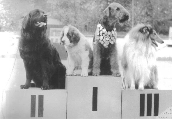 Фото: ньюфаундленд G Nora de Fat (Г Нора де Фат)