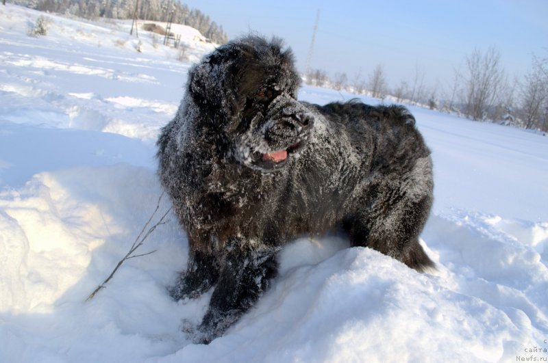 Фото: ньюфаундленд Akvatoriya Kelvin Koroleva Margo (Акватория Келвин Королева Марго)
