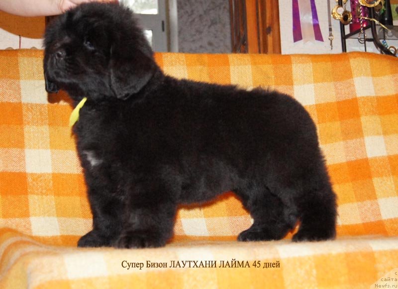 Фото: ньюфаундленд Super Bizon Lauthani Layma (Супер Бизон Лаутхани Лайма)