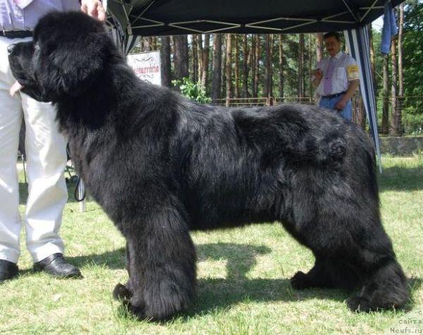 Фото: ньюфаундленд Chateaunewf Gifted N Black