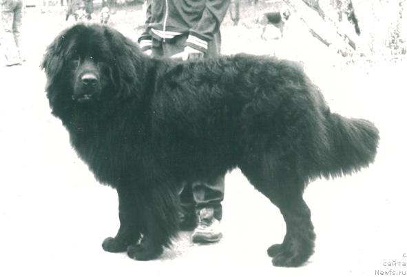 Фото: ньюфаундленд Fil Smoki Teyl (Фил Смоки Тейл)