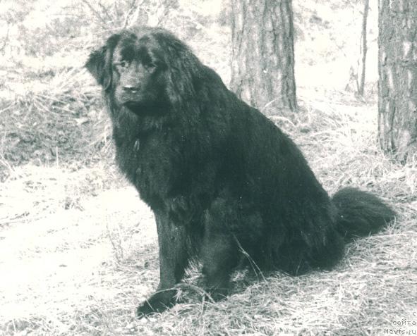 Фото: ньюфаундленд Gabriyel' Vel'kam (Габриэль Велькам)