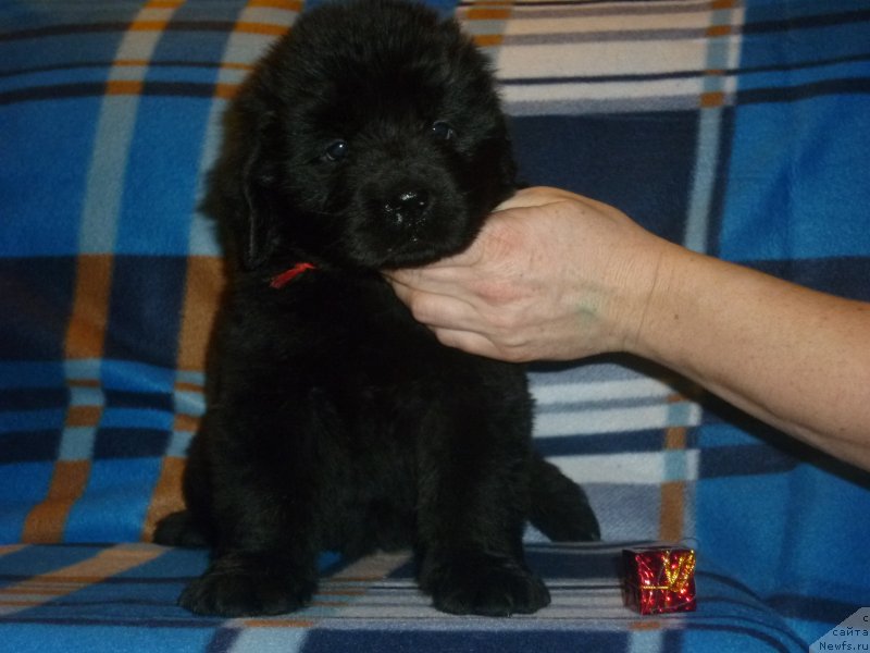 Фото: ньюфаундленд N'yu-Pom-SHir Arta Aleksa (Нью-Пом-Шир Арта Алекса)