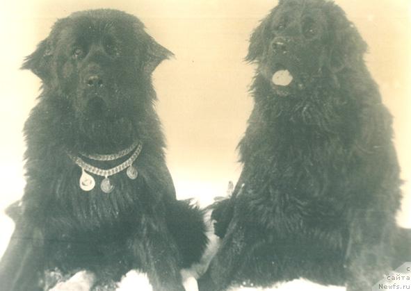 Фото: ньюфаундленд Jerardi YUt Ta (Жерарди Ют Та)