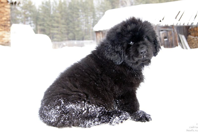 Фото: ньюфаундленд Super Bizon Lakshmi Lana (Супер Бизон Лакшми Лана)