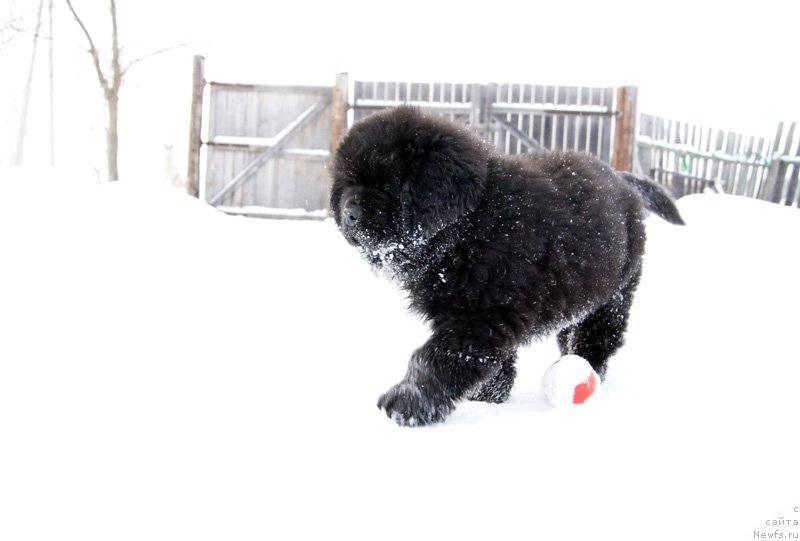 Фото: ньюфаундленд Super Bizon Lakshmi Lana (Супер Бизон Лакшми Лана)