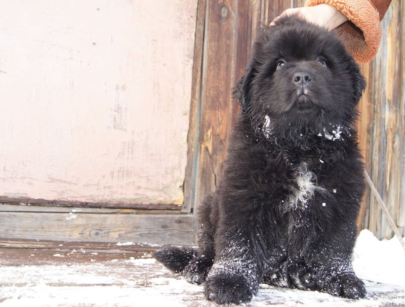 Фото: ньюфаундленд Super Bizon Lakshmi Lana (Супер Бизон Лакшми Лана)