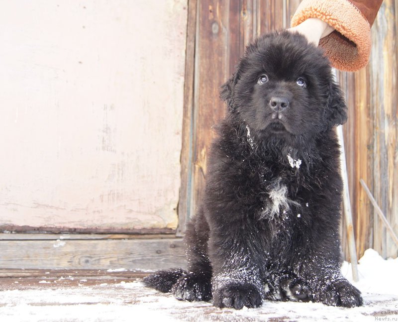 Фото: ньюфаундленд Super Bizon Lakshmi Lana (Супер Бизон Лакшми Лана)