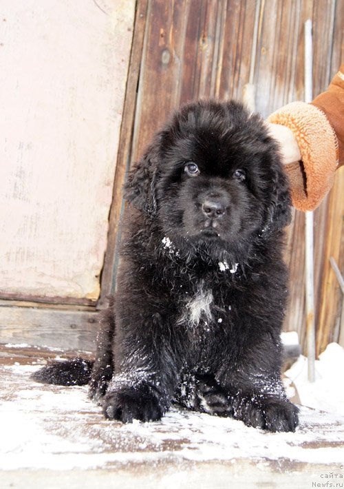 Фото: ньюфаундленд Super Bizon Lakshmi Lana (Супер Бизон Лакшми Лана)