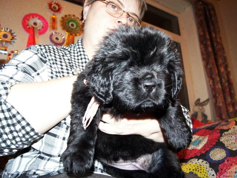 Фото: ньюфаундленд Super Bizon Lakshmi Lana (Супер Бизон Лакшми Лана)