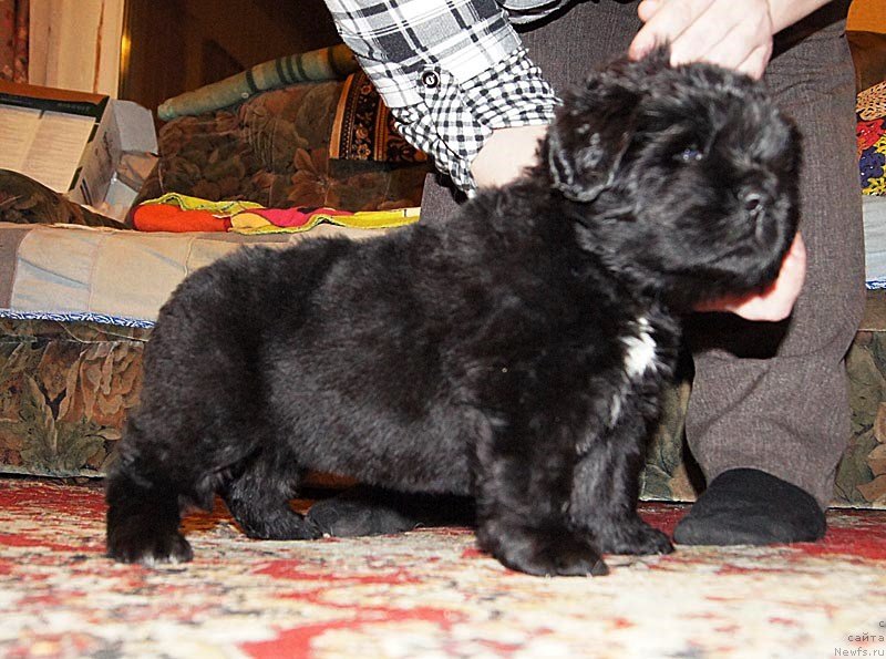 Фото: ньюфаундленд Super Bizon Lakshmi Lana (Супер Бизон Лакшми Лана)