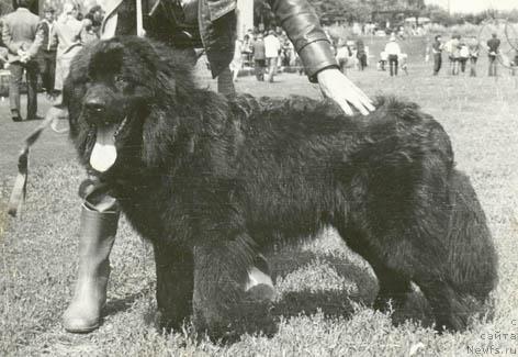 Фото: ньюфаундленд Viking (Викинг)