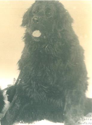 Фото: ньюфаундленд Opal Skibi (Опал Скиби)