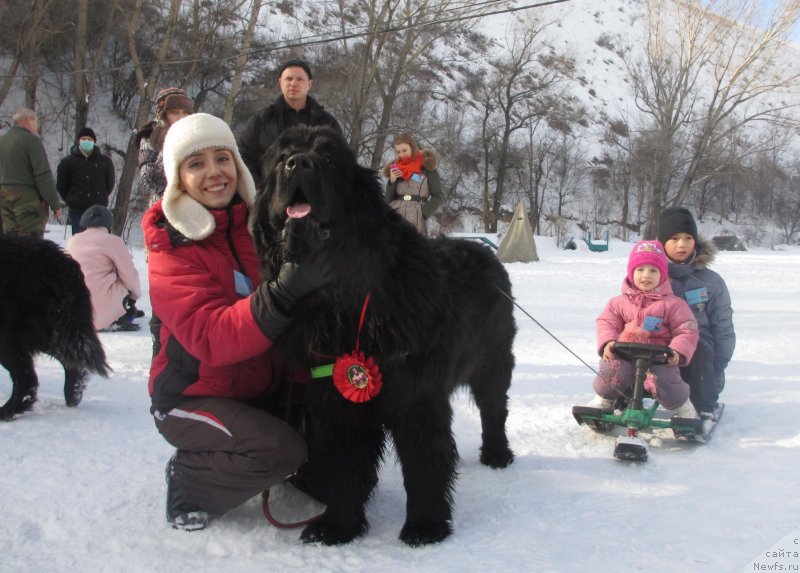 Фото: ньюфаундленд Fluffy Avalanch Exspress Your Self (Флюфи Аваланч Экспресс Юоур Сулф), Kristina Tamarenko (Кристина Тамаренко)