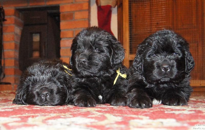 Фото: ньюфаундленд Super Bizon Lakshmi Lana (Супер Бизон Лакшми Лана), ньюфаундленд Super Bizon Lauthani Layma (Супер Бизон Лаутхани Лайма), ньюфаундленд Super Bizon Lilavati Leksa (Супер Бизон Лилавати Лекса)