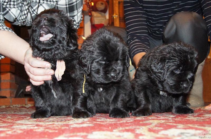 Фото: ньюфаундленд Super Bizon Lakshmi Lana (Супер Бизон Лакшми Лана), ньюфаундленд Super Bizon Lauthani Layma (Супер Бизон Лаутхани Лайма), ньюфаундленд Super Bizon Lilavati Leksa (Супер Бизон Лилавати Лекса)