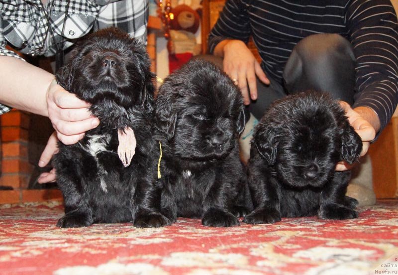 Фото: ньюфаундленд Super Bizon Lakshmi Lana (Супер Бизон Лакшми Лана), ньюфаундленд Super Bizon Lauthani Layma (Супер Бизон Лаутхани Лайма), ньюфаундленд Super Bizon Lilavati Leksa (Супер Бизон Лилавати Лекса)