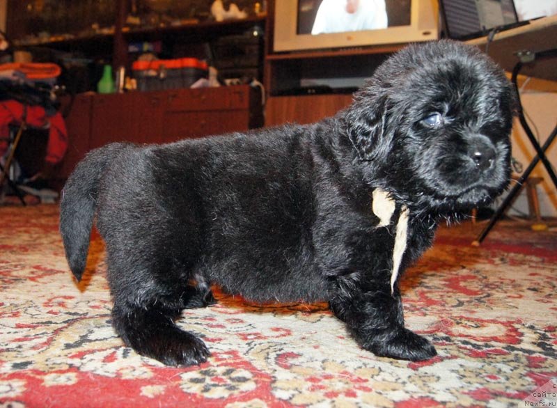 Фото: ньюфаундленд Super Bizon Latino (Супер Бизон Латино)