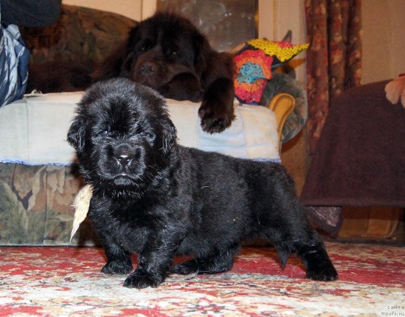 Фото: ньюфаундленд Super Bizon Latino (Супер Бизон Латино)