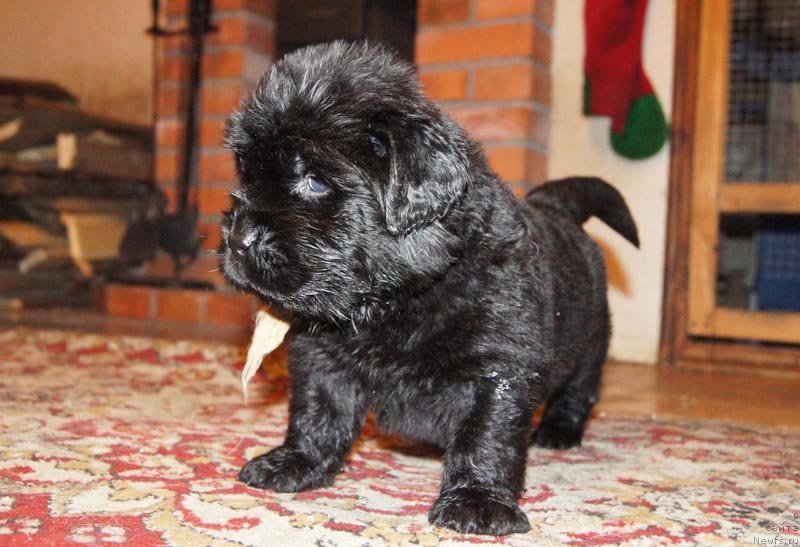 Фото: ньюфаундленд Super Bizon Latino (Супер Бизон Латино)