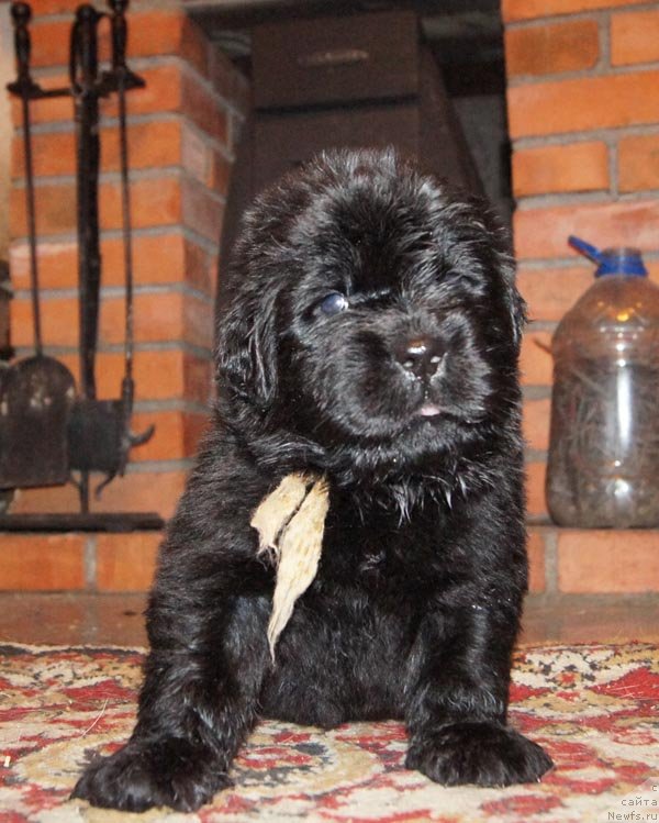 Фото: ньюфаундленд Super Bizon Latino (Супер Бизон Латино)