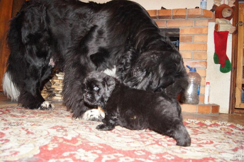 Фото: ньюфаундленд Super Bizon Latino (Супер Бизон Латино)