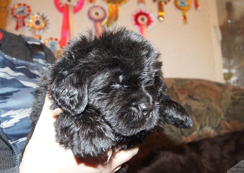 Фото: ньюфаундленд Super Bizon Latino (Супер Бизон Латино)