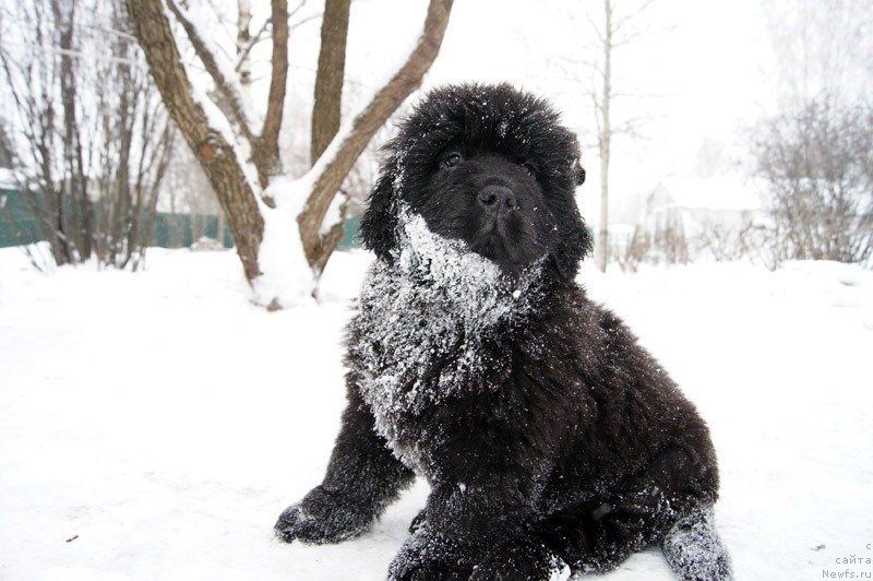 Фото: ньюфаундленд Super Bizon Latino (Супер Бизон Латино)