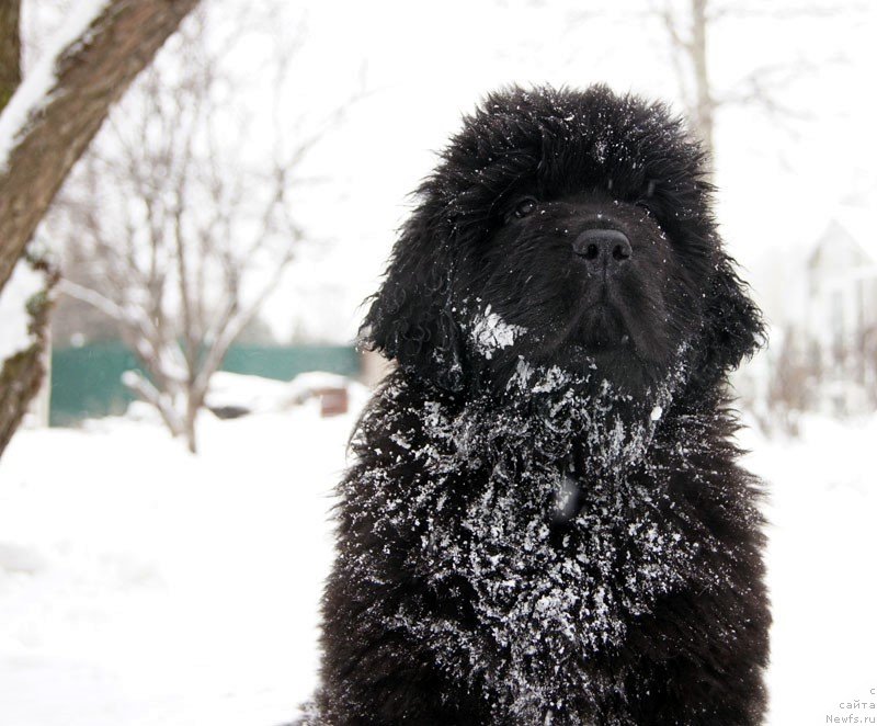 Фото: ньюфаундленд Super Bizon Latino (Супер Бизон Латино)