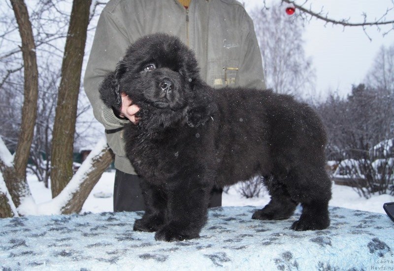 Фото: ньюфаундленд Super Bizon Latino (Супер Бизон Латино)