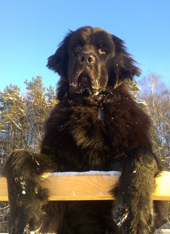 Фото: ньюфаундленд Chernyj Chank s Berega Dona (Черный Чанк с Берега Дона)