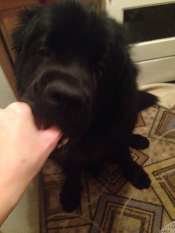 Фото: Natal'ya Medved' (Наталья Медведь)