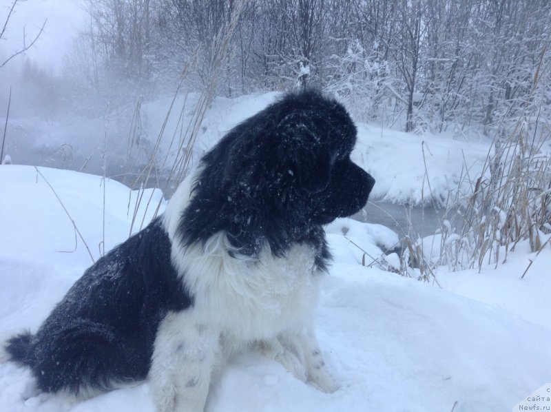 Фото: ньюфаундленд Akvian Song Kroun Royal (Аквиан Сонг Кроун Роял)