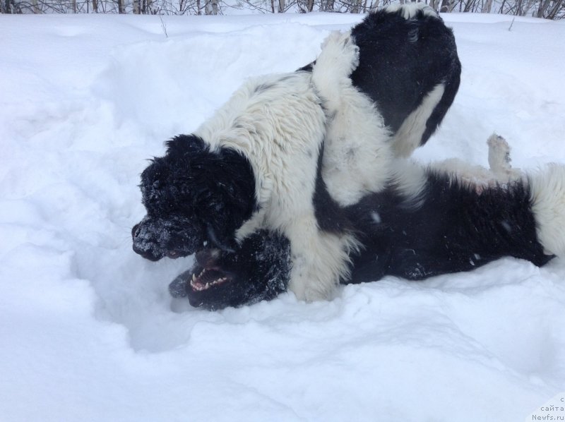 Фото: ньюфаундленд Akvian Song Kroun Royal (Аквиан Сонг Кроун Роял)