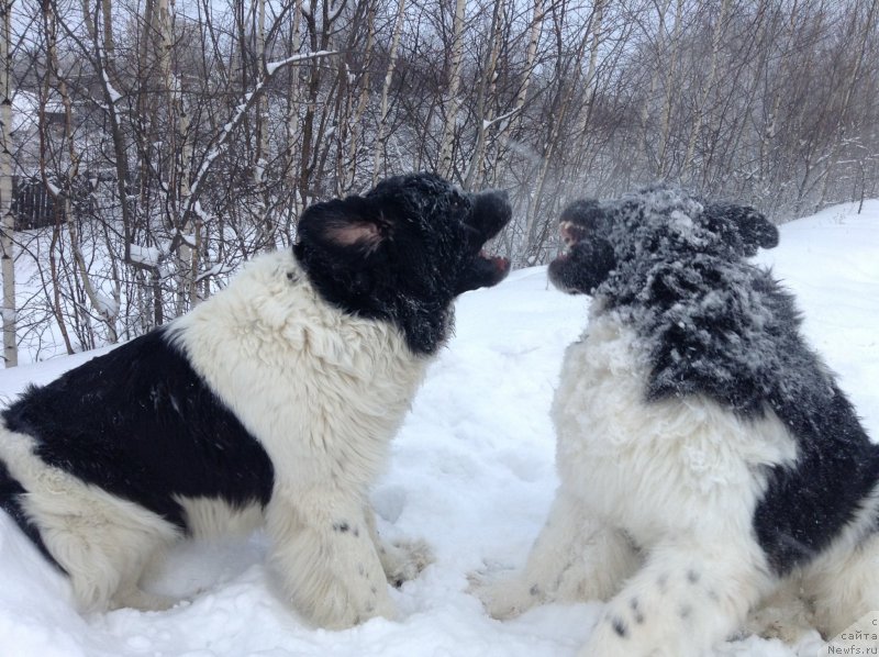 Фото: ньюфаундленд Akvian Song Kroun Royal (Аквиан Сонг Кроун Роял)