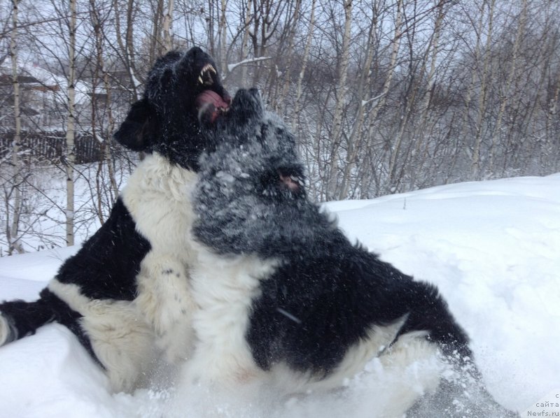 Фото: ньюфаундленд Akvian Song Kroun Royal (Аквиан Сонг Кроун Роял)
