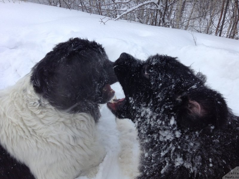 Фото: ньюфаундленд Akvian Song Kroun Royal (Аквиан Сонг Кроун Роял)