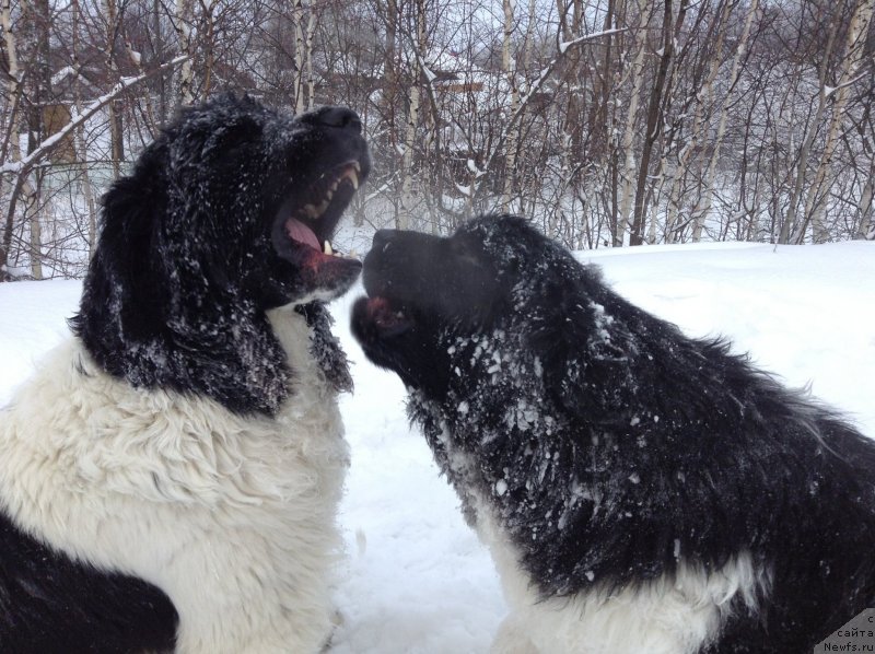 Фото: ньюфаундленд Akvian Song Kroun Royal (Аквиан Сонг Кроун Роял)