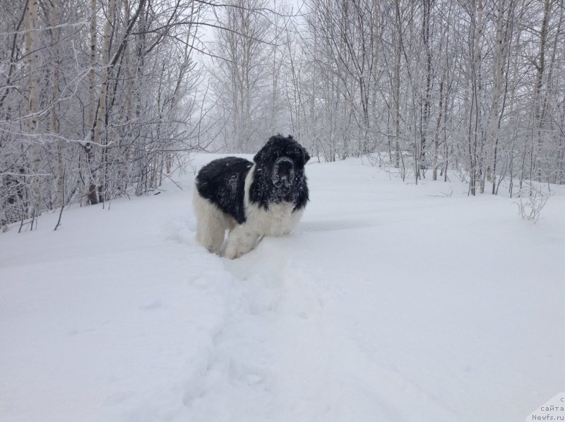 Фото: ньюфаундленд Akvian Song Kroun Royal (Аквиан Сонг Кроун Роял)