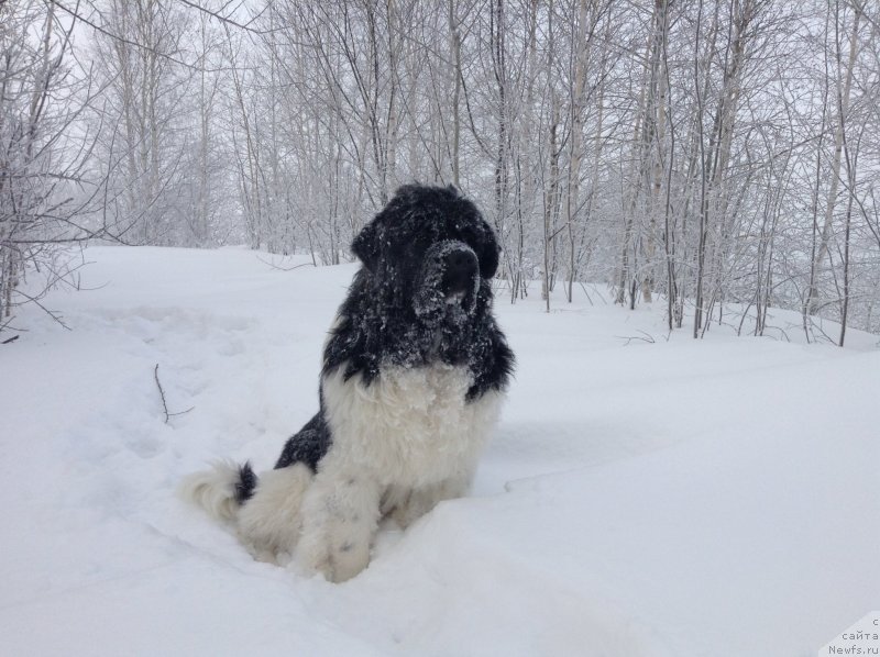 Фото: ньюфаундленд Akvian Song Kroun Royal (Аквиан Сонг Кроун Роял)