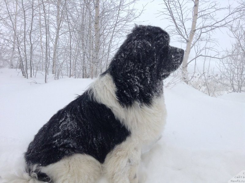 Фото: ньюфаундленд Akvian Song Kroun Royal (Аквиан Сонг Кроун Роял)