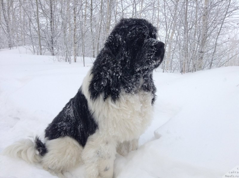 Фото: ньюфаундленд Akvian Song Kroun Royal (Аквиан Сонг Кроун Роял)