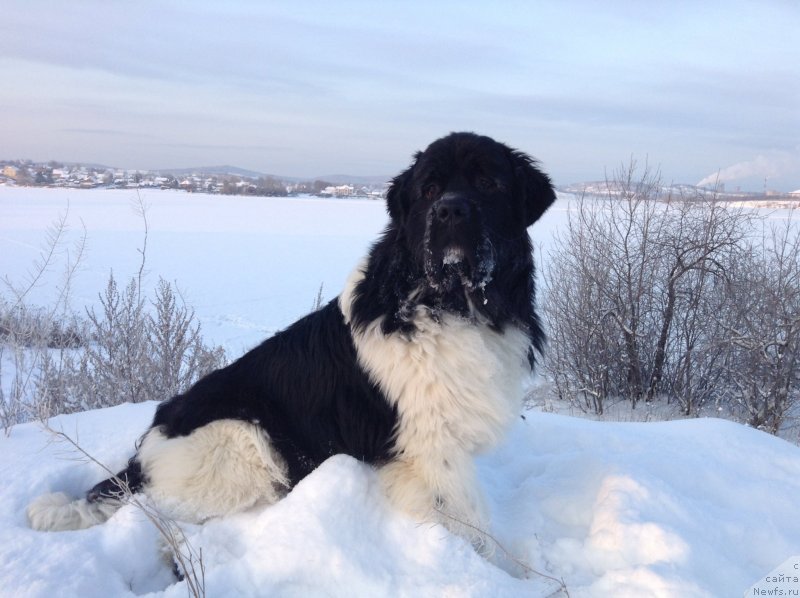 Фото: ньюфаундленд Akvian Song Kroun Royal (Аквиан Сонг Кроун Роял)