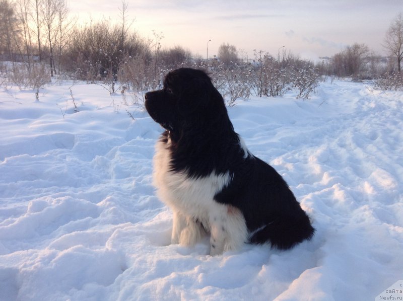 Фото: ньюфаундленд Akvian Song Kroun Royal (Аквиан Сонг Кроун Роял)