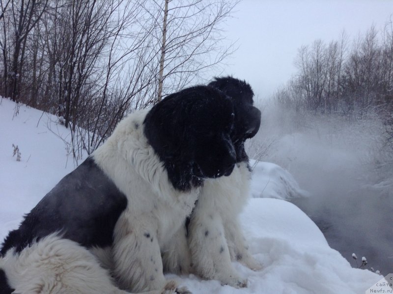 Фото: ньюфаундленд Otrada CHudnaya Moya iz Tihogo Omuta (Отрада Чудная Моя из Тихого Омута)