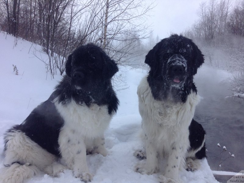 Фото: ньюфаундленд Otrada CHudnaya Moya iz Tihogo Omuta (Отрада Чудная Моя из Тихого Омута)