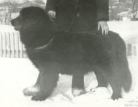 Фото: ньюфаундленд Vip Lina (Вип Лина)